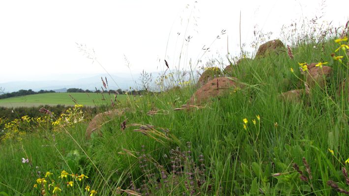Flowers in early summe grassland